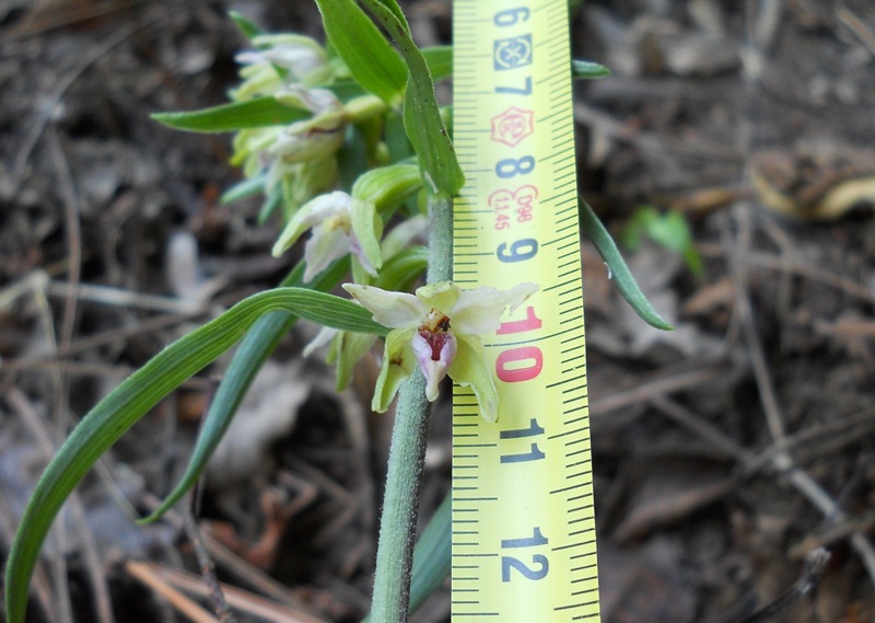 Epipactis muelleri ?